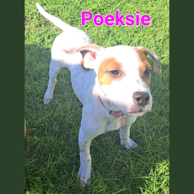Photo of Poeksie, Wapsie Or Woeksie