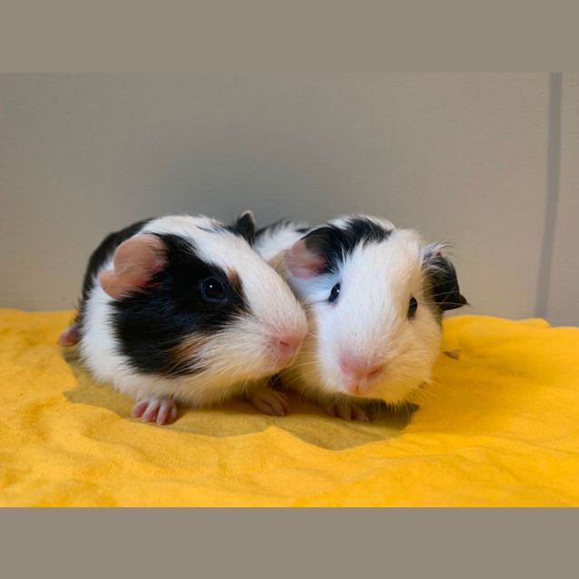 Photo of Chillie & Checkers