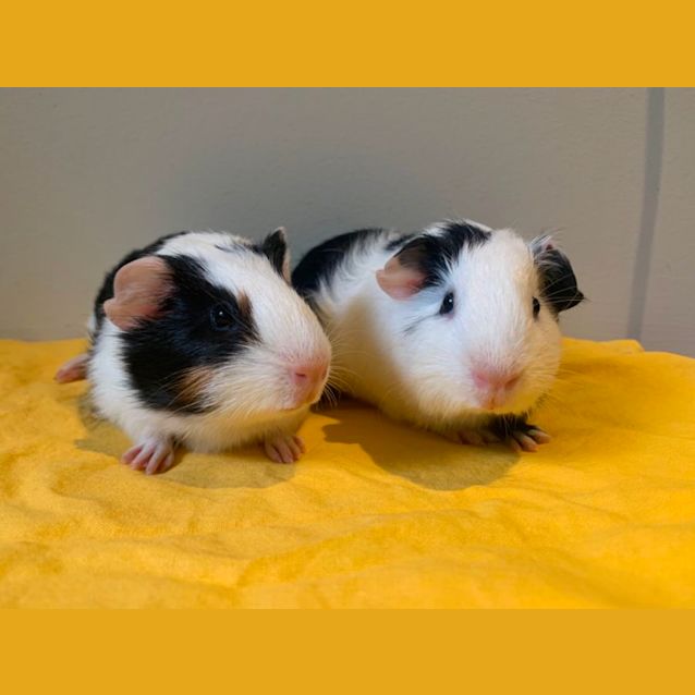 Photo of Chillie & Checkers