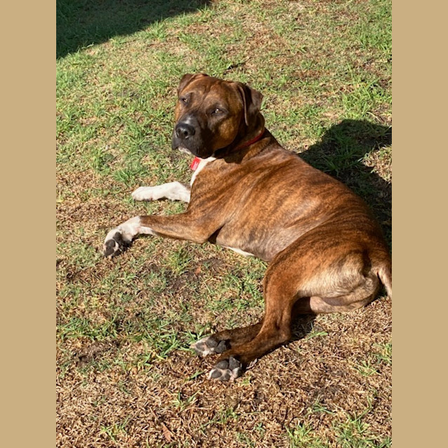 Photo of Buddy