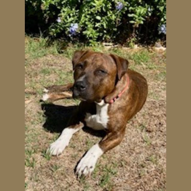 Photo of Buddy