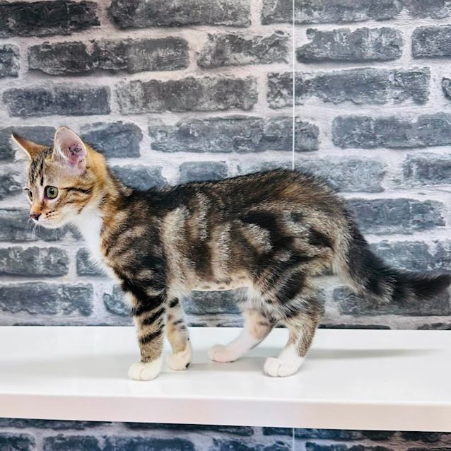 Photo of Taco   Located In Preston 