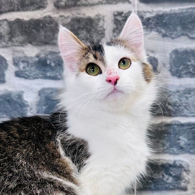 Photo of Matilda   Located In Preston 
