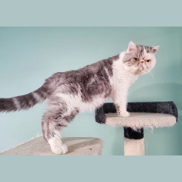 Photo of 🏐Wilson🏐