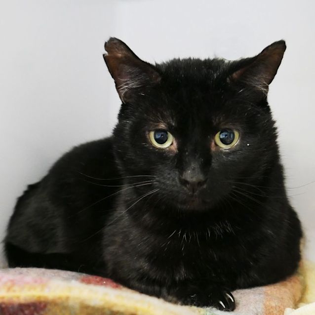 Photo of Sarge Rsua008984