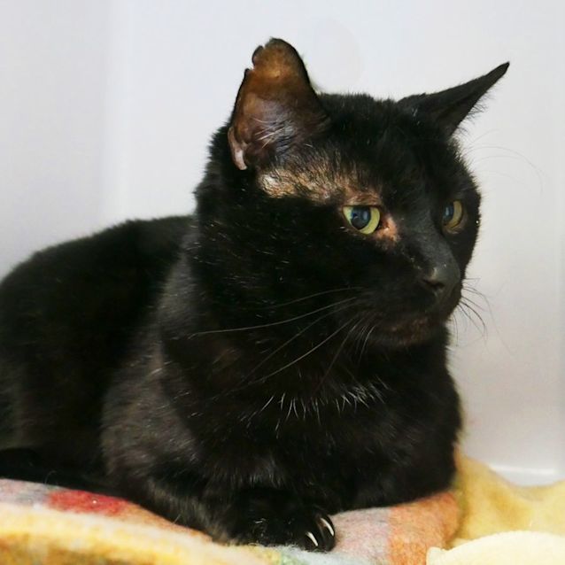 Photo of Sarge Rsua008984