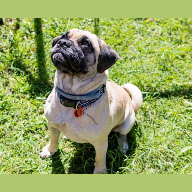 Photo of Pugsley
