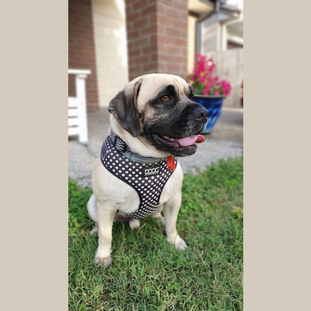 Photo of Pugsley