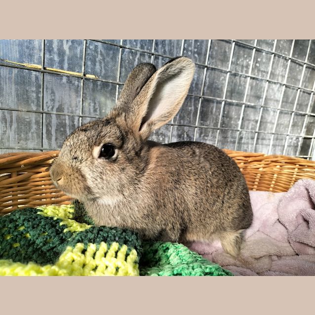 Photo of Hobnob