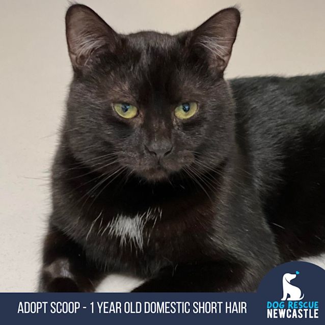 Photo of Scoop   1 Year Old Domestic Short Hair 