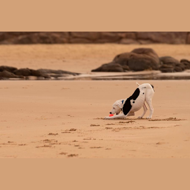 Photo of Sunny   4 Month Old Border Collie X (Trial)