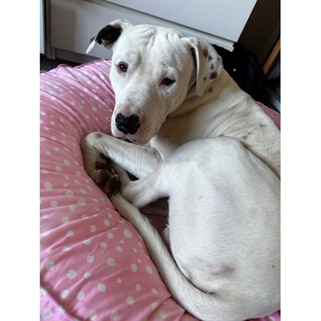 Photo of Casper 