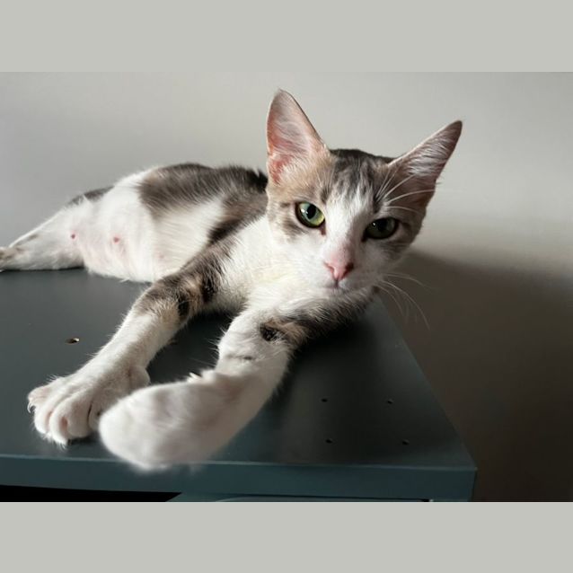 Photo of Freyr & Athena