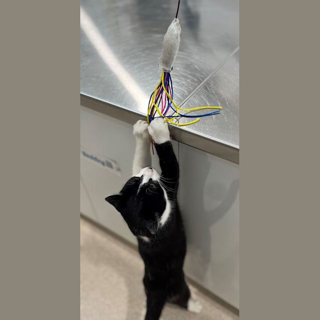 Photo of Horatio 9408