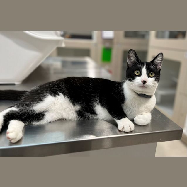 Photo of Horatio 9408