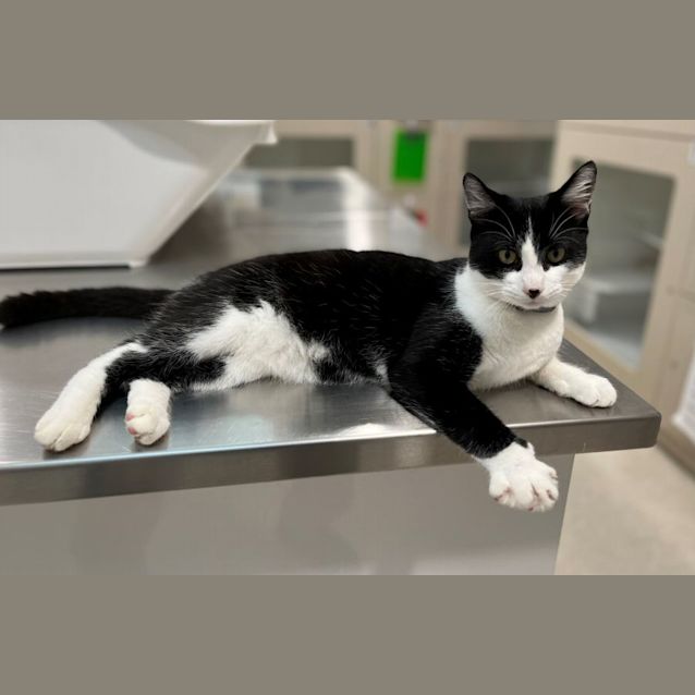 Photo of Horatio 9408