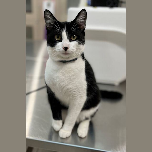 Photo of Horatio 9408