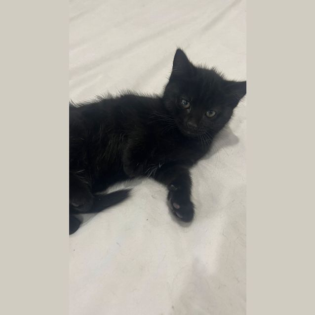 Photo of Rufus