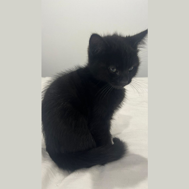 Photo of Rufus