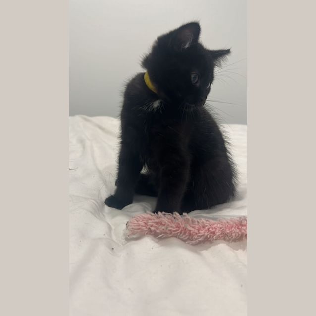 Photo of Nugget