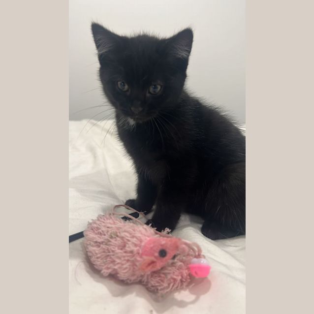 Photo of Nugget