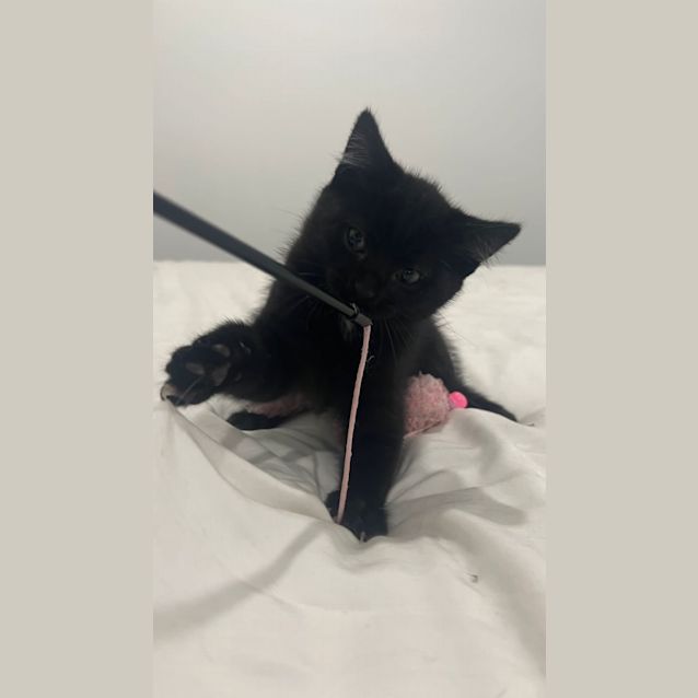 Photo of Nugget