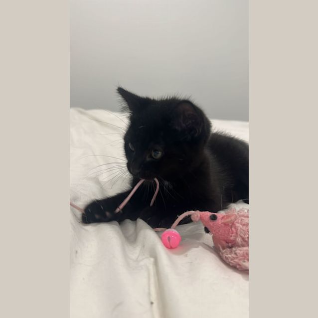 Photo of Luna