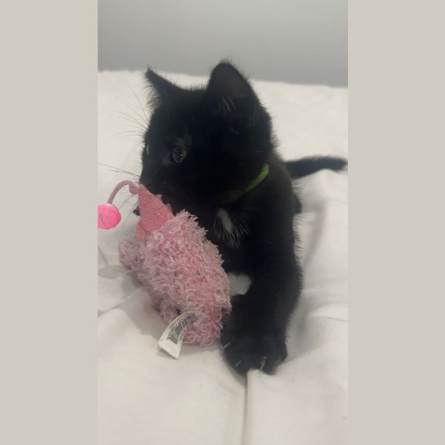 Photo of Loki