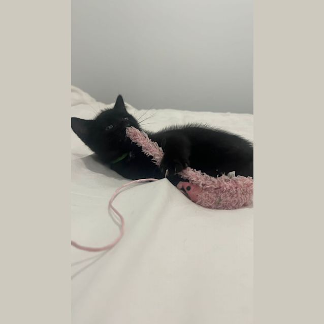 Photo of Loki