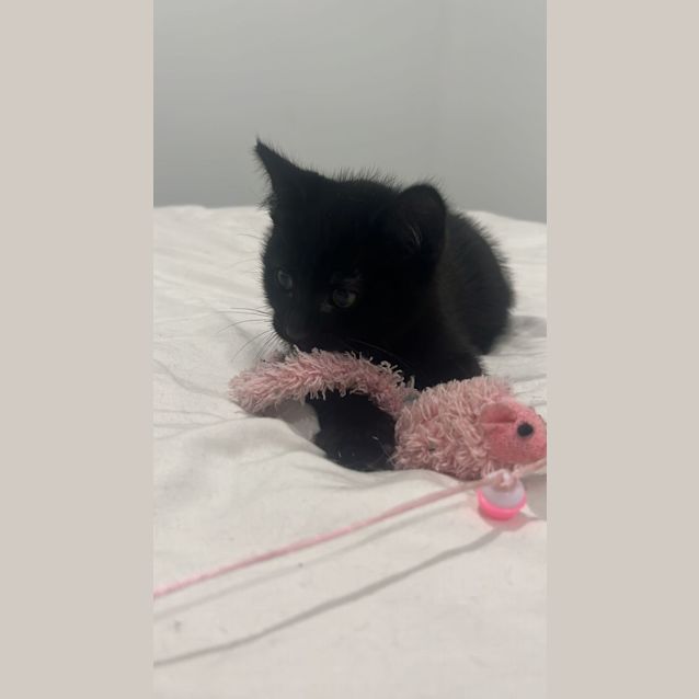 Photo of Loki