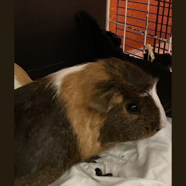 Photo of Bubble