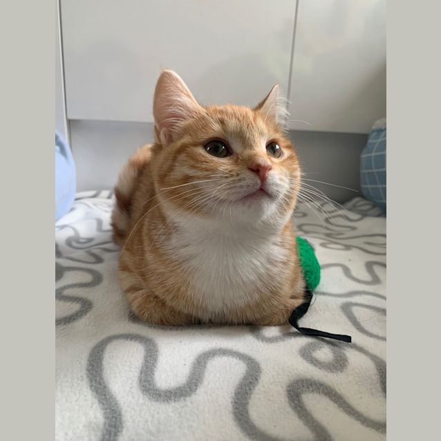 Photo of Maple (Was Blossom)