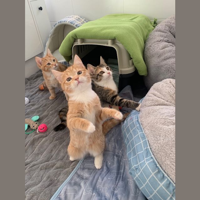 Photo of Maple (Was Blossom)