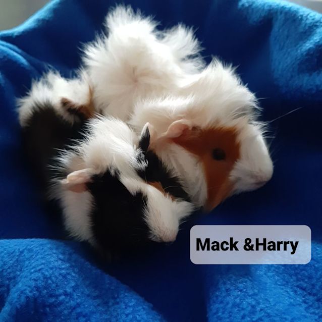 Photo of Mack And Harry