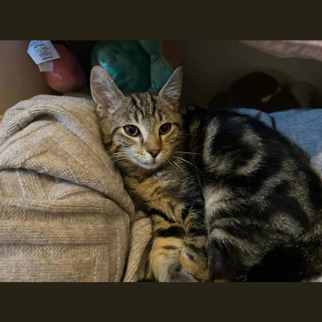 Photo of Remarkable Rooney