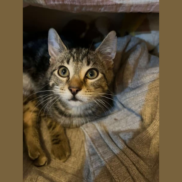 Photo of Remarkable Rooney