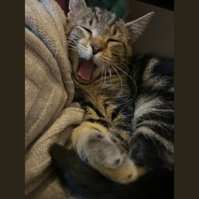 Photo of Remarkable Rooney