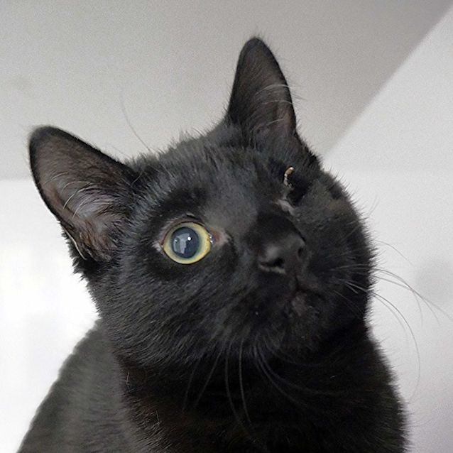 Photo of Blanca Stk011092