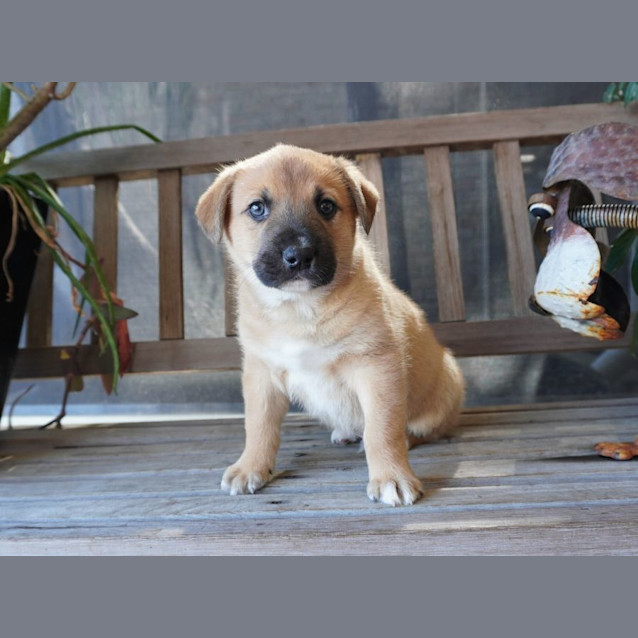 Photo of Alfie