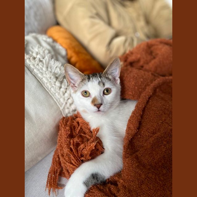 Photo of Casper