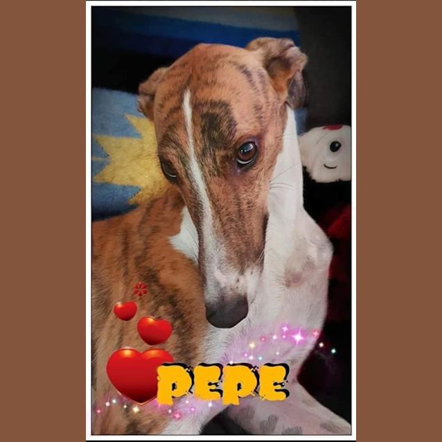 Photo of Scotty & Pepe