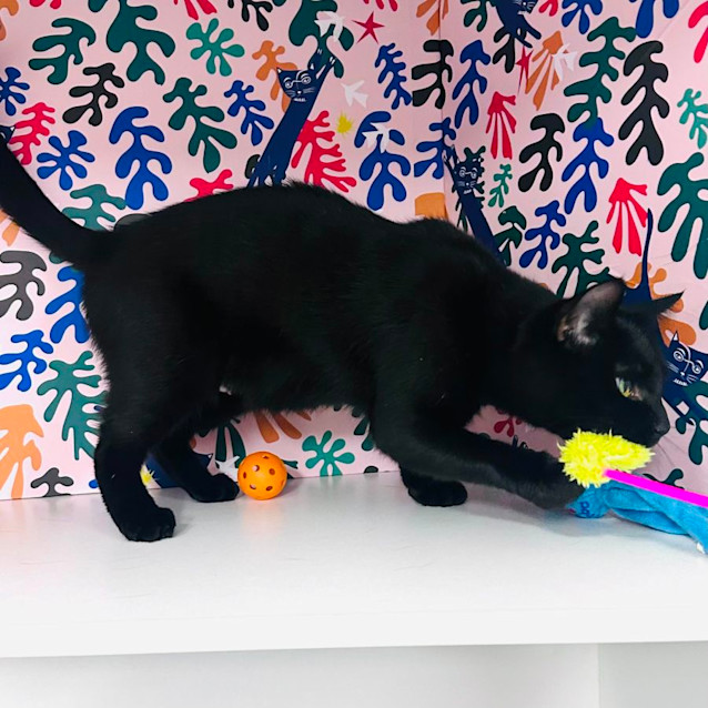 Photo of Judy   Located In Northcote 