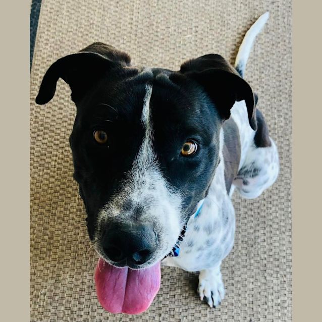 Photo of Blake *$150 Adoption Fee*