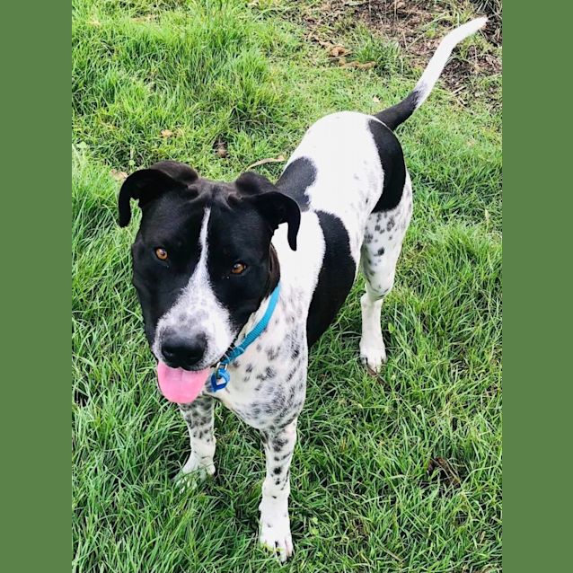 Photo of Blake *$150 Adoption Fee*