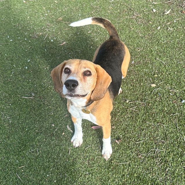Photo of Toby