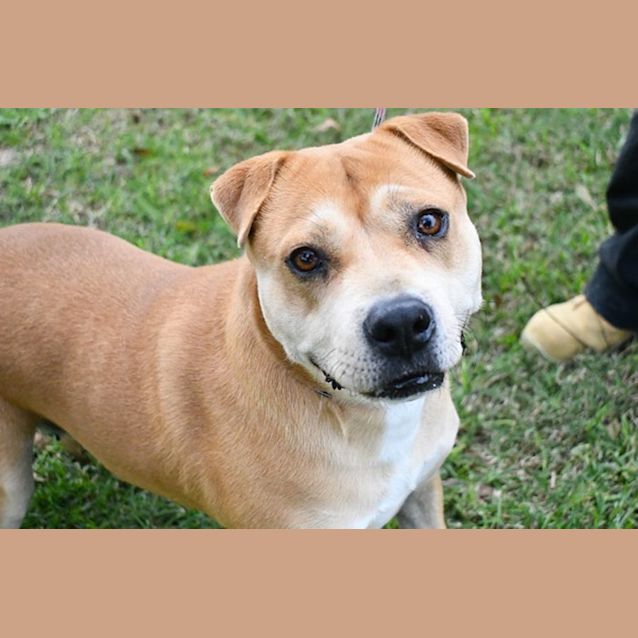 Photo of Tallulah 35162