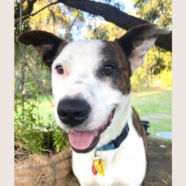 Photo of Sammy