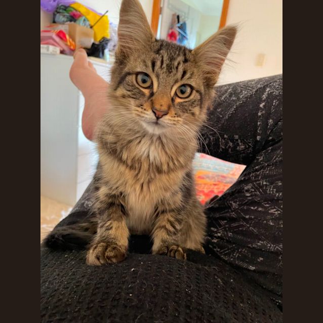 Photo of Nala
