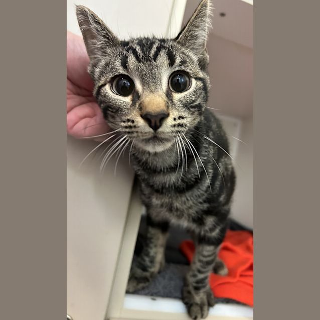 Photo of Tequila