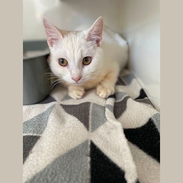 Photo of Oaty